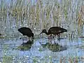 Glossy ibis in the park