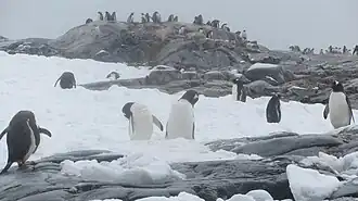 Gentoo penguin colony on Pléneau Island