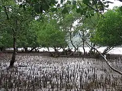 A mudflat, and a mature mangrove patch with aerial roots, in the bay