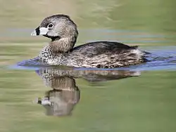 Brown-and-grey bird swimming in water