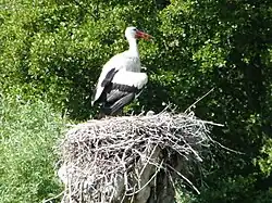 Stork in Romaine.