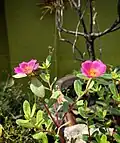 Portulaca flowers
