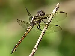 Female (note the prominent flaps on segment eight)