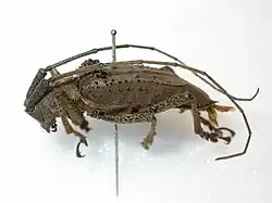 Lateral view of brown Potemnemus tuberifer beetle