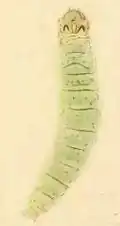Older larva