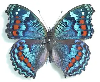 Winter form – mounted specimen