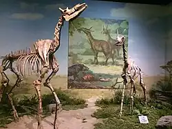 Two giraffids on display in the Cenozoic gallery.