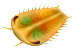 Life restoration of Primicaris