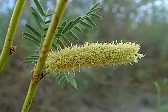 Prosopis glandulosa