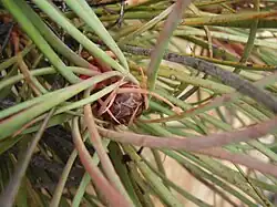 developing inflorescence