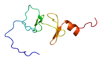Protein FHL1