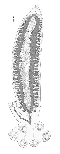 Protocotyle euzetmaillardi, a polyopisthocotylean monogenean