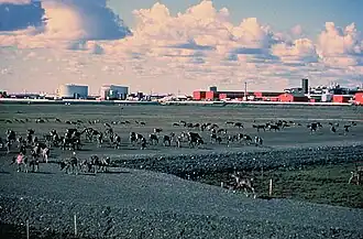 Caribou walk across a gravel pad at Kuparuk, 45 miles (72 km) away from Prudhoe Bay, with oilfield facilities in the background.