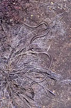 A long, skinny snake is pictured in dry brush.