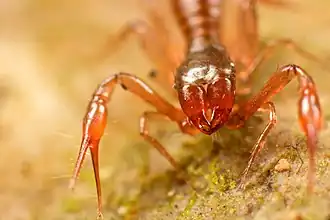 Uncate chelicerae of a pseudoscorpion