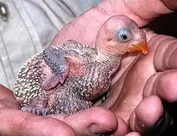 Photo of a pink parrot chick held by a human