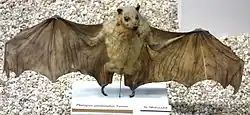 Brown bat