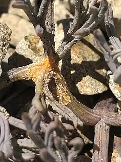 A photo of rust on a Leptocarpus