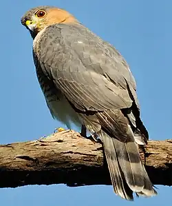 Falcón de sierra (Accipiter striatus venator) Endangered