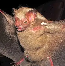 Brown bat