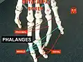 Phalanges.