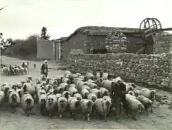 Shepherd with sheep in the Palestinian village of Qastina around 1940