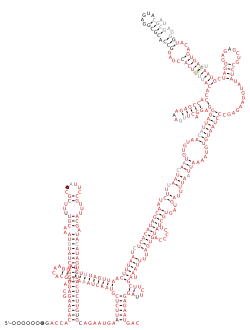 Sarbecovirus-3UTR Secondary structure taken from the Rfam database. Family RF03125