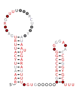 rteR Secondary structure taken from the Rfam database. Family RF04181