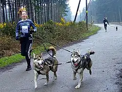 A woman runs alongside two dogs down a road through a forest.