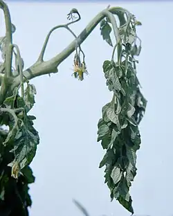Wilt caused by the bacterium Ralstonia solanacearum
