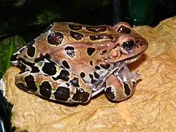 A leopard frog moulting and eating the skin