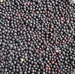 Roasted canola seeds