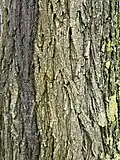Bark