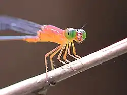 Male, face and thorax