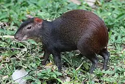 Brown agouti