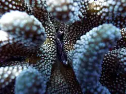 A red-spotted guard crab living in a cauliflower coral.