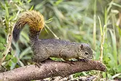 Brown squirrel