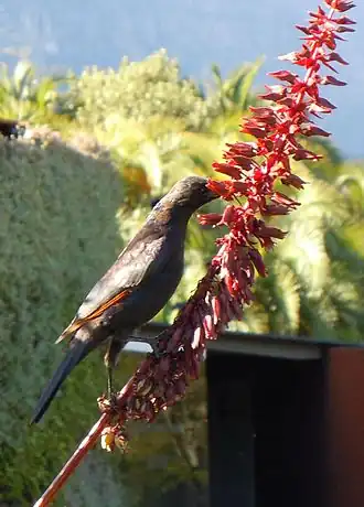 Male, feeding on a Melianthus inflorescence