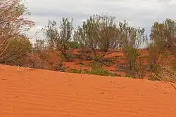 A Red Sand Dune, Queensland, Australia