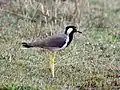 Red-wattled lapwing, Jan '21