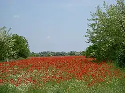Red poppy field near Ásotthalom