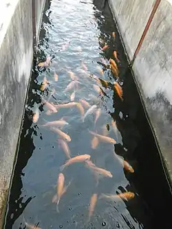 Red nile tilapia under the experiment (CLSU, Philippines.)