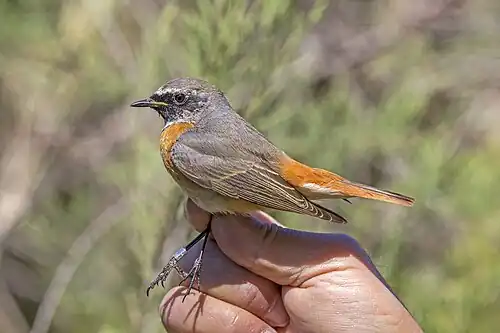 Male common redstart with a ring
