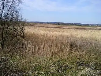 Reedbed in the townland of Kilbreckan