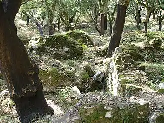 Roman ruins in the cork oak forest