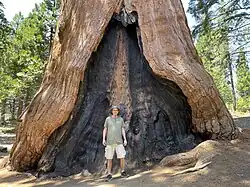 Resurrection Tree, July 2023