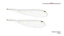Female wings