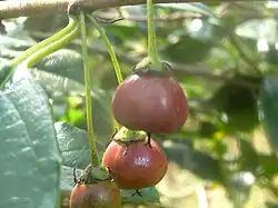 Unripe fruit