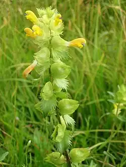Rhinanthus angustifolius, the greater yellow-rattle