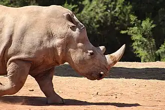 White rhinoceros